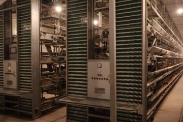1 Million Layer Chicken Farm Project in Africa: Turnkey Poultry Solution by TIANRUI