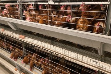 Layer Cage System vs Deep Litter System: Which Poultry Farming Method Is Better for Modern Farms?