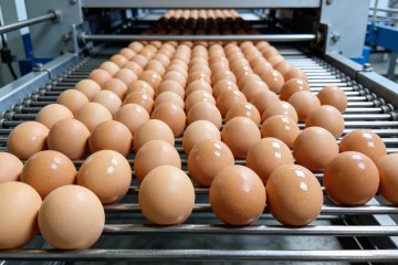 Best Layer Cage System for 100,000 Chickens