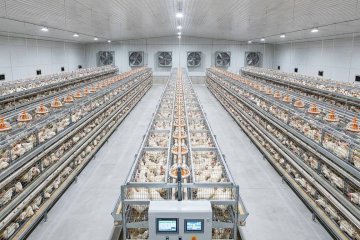 Broiler Cage vs Floor Raising: Which System Is Best for Your Philippine Chicken Farm?