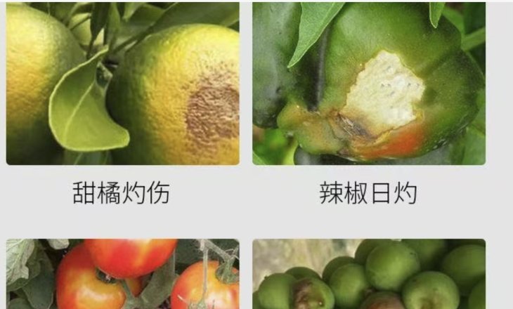 Introducing Nature's Sunshield: Plant Sunscreen for Healthier, Happier Crops!