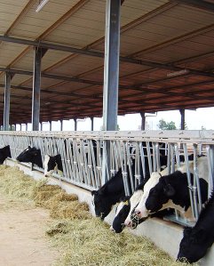 AUSTRALIAN CATTLE SHED