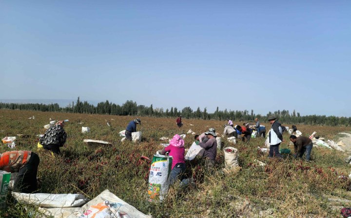 New season paprika is ready