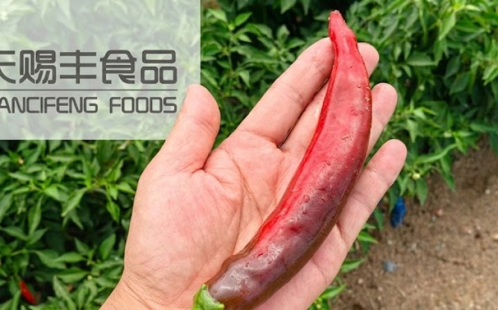 Upcoming Launch of New Season Paprika