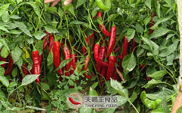 The Journey of Premium Paprika: From Our Fields to Your Factory