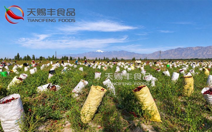 ​Why We Choose Hand-Picked Paprika Instead of Machine Harvesting