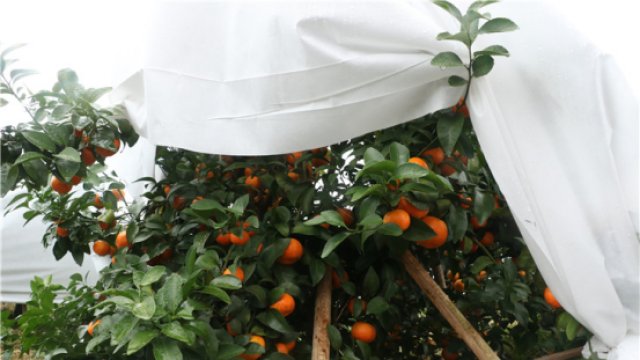 Agricultural non-woven fabrics: environmental innovation and multifunctional application of modern agriculture