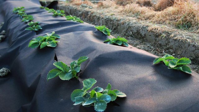 Application and service life of the PP non-woven weed barrier fabric