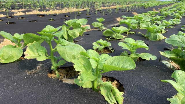 Maximize Your Agricultural Success with Nonwoven Fabric