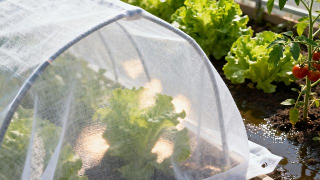 Applications and Market Development Prospects of Agricultural Non-Woven Fabrics