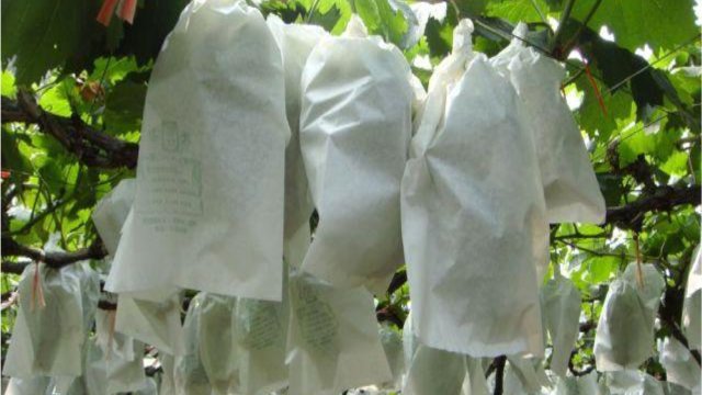 The Secret Weapon for Premium Fruit Cultivation: Non-woven Fruit Bagging