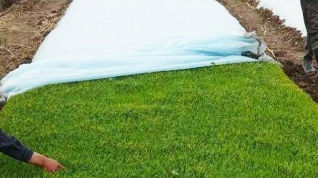 From Seed to Sapling: High-Efficiency Applications of Non-woven Fabric in Nurseries and Greenhouses