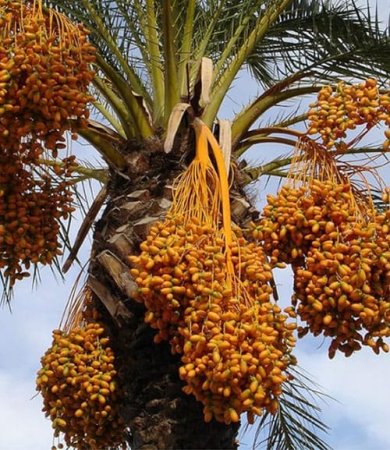 About Dates and Date palm Packaging