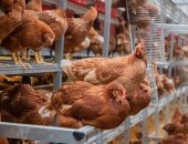 #_0004_鸡舍副图46