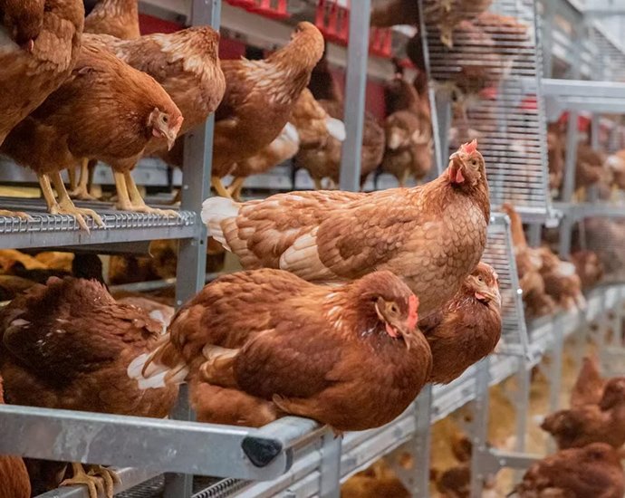 #_0004_鸡舍副图46