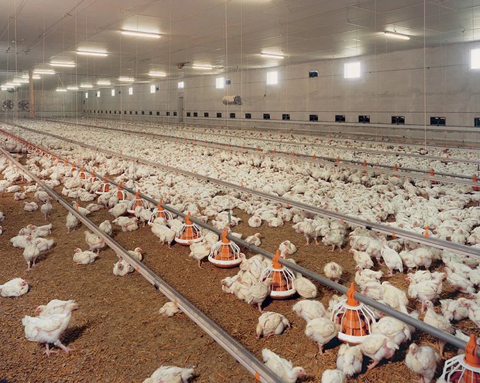 #_0002_鸡舍副图90