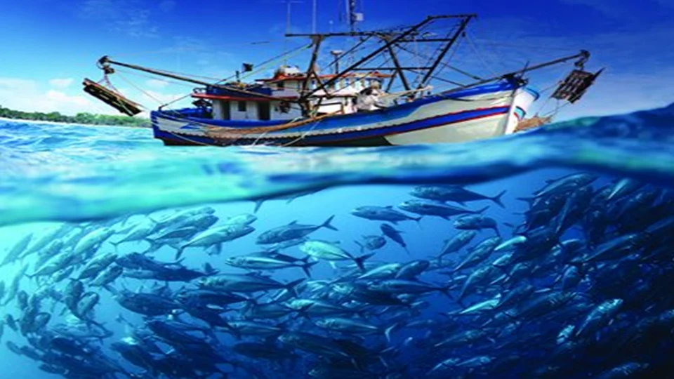 Residuos de alimentos en la acuicultura en jaulas: una "guerra de defensa alimentaria" con el mar