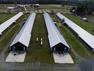 Steel Structure Building Design Chicken Poultry Farm for Sale