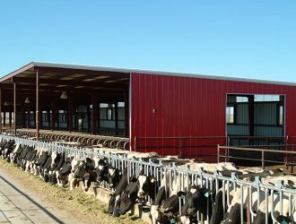 Low Cost Steel Structure Cow Farm Dairy House Barn