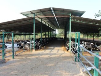 Prefabricated Steel Structure Cow Farm Buildings
