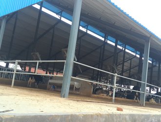 Light Frame Steel Structure Cow Cattle Farm House Cow Shed Metal Sheet/sandwich Panel Steel 