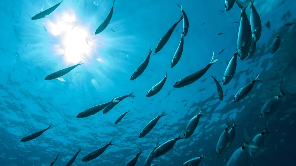 One Anchor Chain Break, Massive Fish Escape: Guide to Anchor Chain Selection