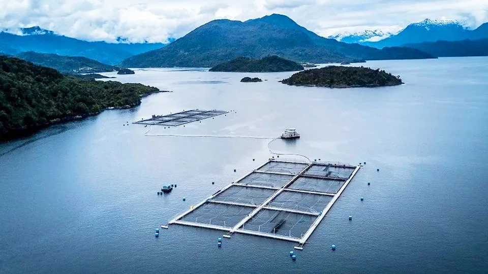 Advantages and risks of mariculture in Chile.