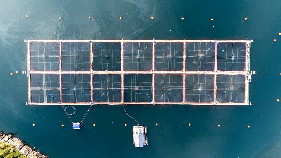 Chile Aqua Potential Issues in Salmon Farming