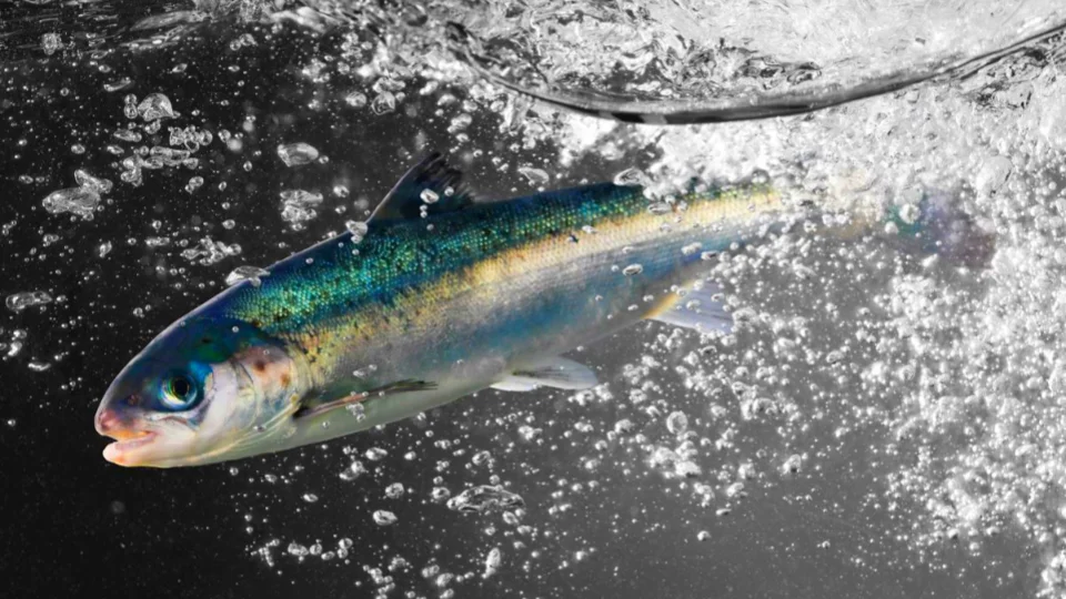 Do You Know About China's Salmon Farming Bases?