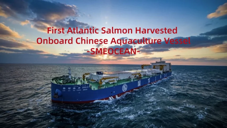 First Atlantic Salmon Harvested Onboard Chinese Aquaculture Vessel: What the Data Shows