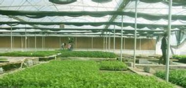 In addition to anti-grass, what is the role of weed mat?