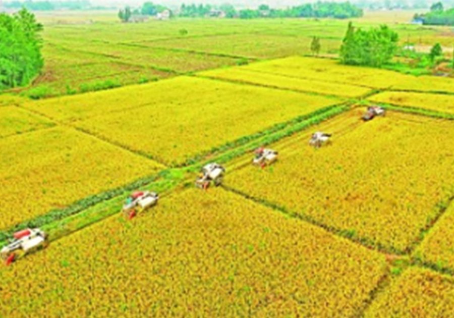 La epidemia tiene poco impacto en la cosecha de trigo. Se promueven operaciones transregionales a gran escala de sur a norte