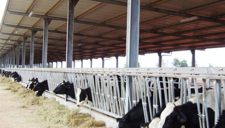 ÉTABLE À VACHES À STRUCTURE EN ACIER