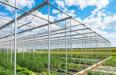 Steel structure vegetable agricultural greenhouse