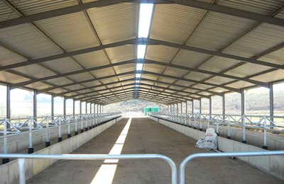 Steel structure cowshed