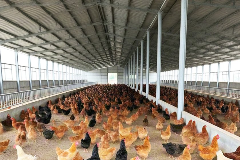 Steel structure poultry farm