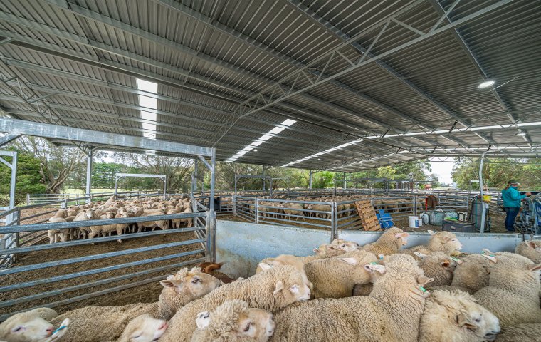Papua New Guinea Sheep Farm Project