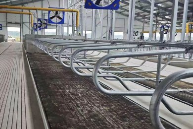 Cow Mattress vs Cow Mat: Which One Does Your Dairy Farm Need?