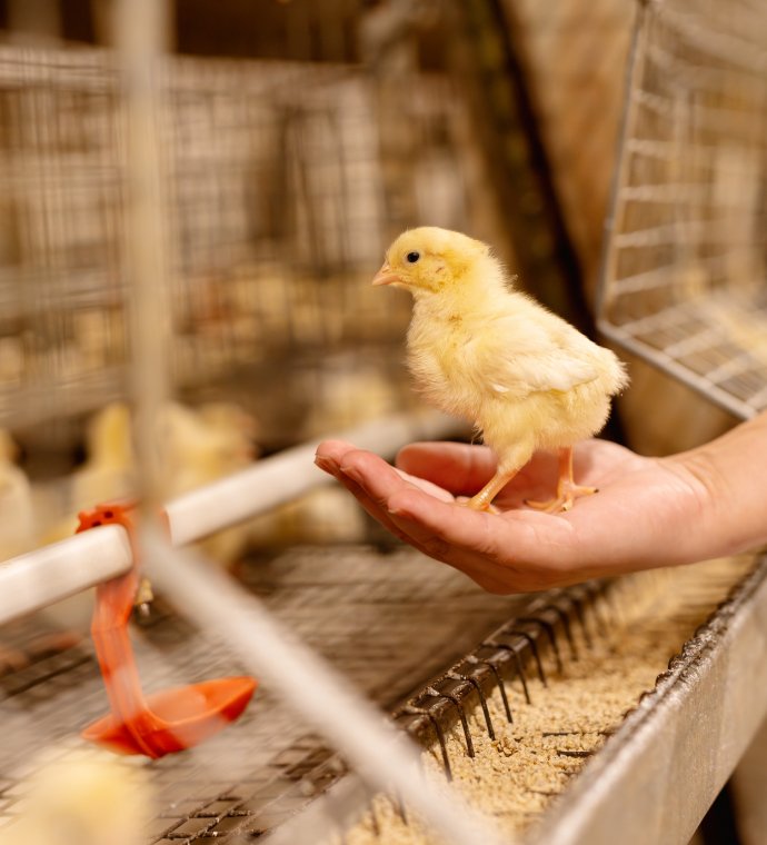 Broiler cage production system