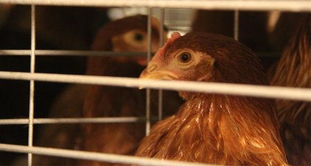 AgriMech Solutions Introduces Sustainable Manure Management System to Promote Environmental Stewardship