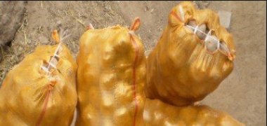 Plant potatoes in woven bags and harvest them in 3 months, enough for the whole family