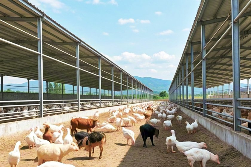 Steel structure poultry farm