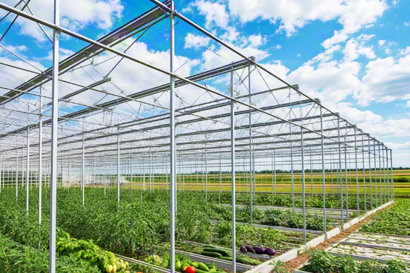 Steel structure vegetable agricultural greenhouse