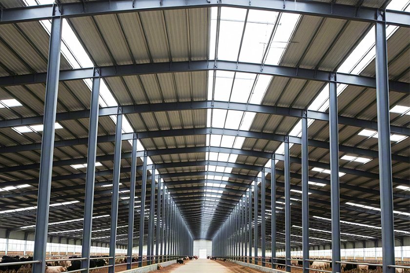 Steel structure cowshed