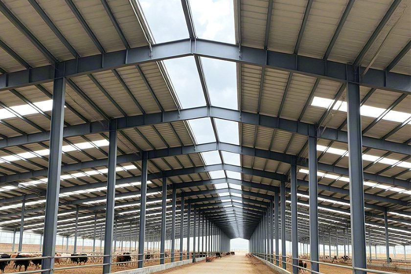 Steel structure cowshed