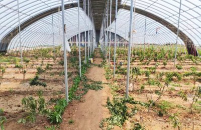 Steel structure vegetable agricultural greenhouse