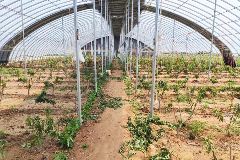 Steel structure vegetable agricultural greenhouse