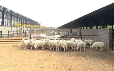 Key Considerations for Steel Structure Construction in Sheep Farms: Ensuring Durability, Safety, and Efficiency