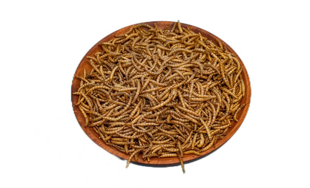 Dried Mealworm