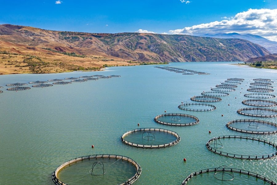 IPIFF Secretary-General: Insect Protein Key to Promoting Sustainable Aquaculture in the EU